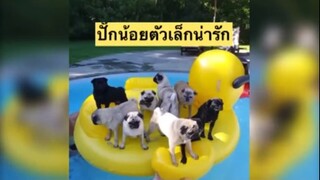 ปั๊กน้อยตัวเล็กน่ารัก