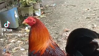 Ang aking mga Alaga, 🐓@backyard
