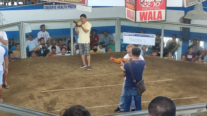 Bulik Winning Line 🐓