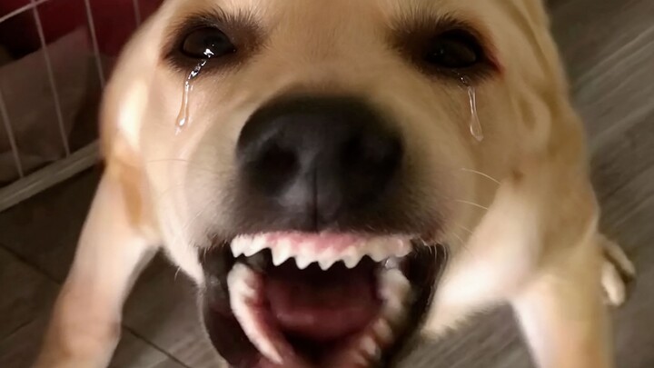 🐶ไม่ใช่เพราะเหงาจึงเห่าหรอกนะ🐶