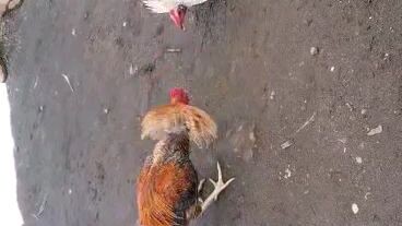 5 months bulik(balaw) sukol naman d i