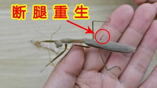 螳螂断了一条腿还能再长出来吗？神奇的断腿重生！