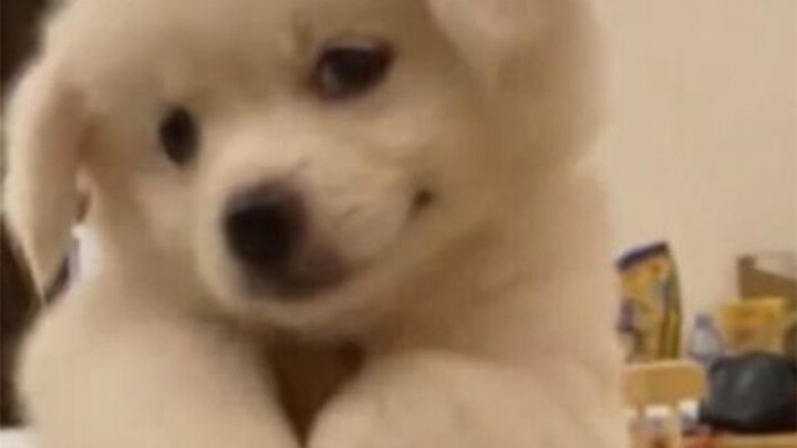 Vốn dĩ mình rất thích cún con...