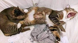 Why You Should Get Another Cat😂Funny Cats Videos 2023