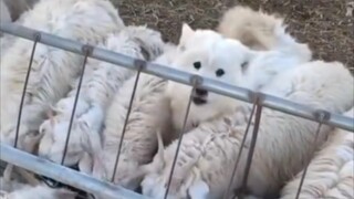 狗狗 : 什么？我不是一只小绵羊吗？