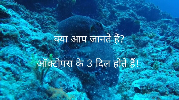 😱 ऑक्टोपस के 3 दिल! ये फैक्ट आपको हैरान कर देगा 🐙
