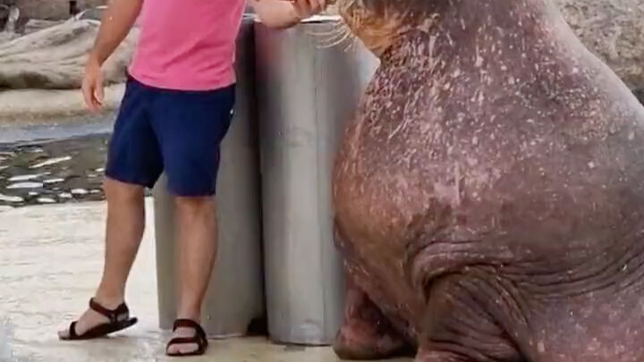 سعة رئة هائلة