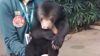 The baby Malayan bear was bullied by its peers every day. After learning about this, the keeper pati