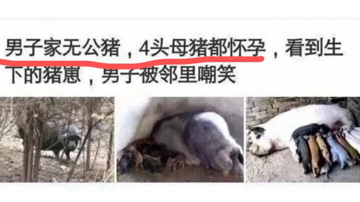 Man Has No Boar at Home, All 4 Sows Are Pregnant — Neighbors Mock Him When They See the Remaining Pi