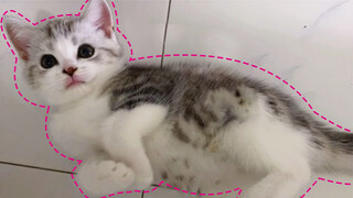 แมวจะแค้นฝังใจได้แค่ไหน? เหยียบน้องแมวน้อยกลางดึก เลยทะเลาะกับฉันทั้งวัน