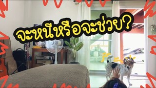 โลกของแสนดี ตอน เมื่อเจ้าของถูกทำร้าย แสนดีจะทำยังไง