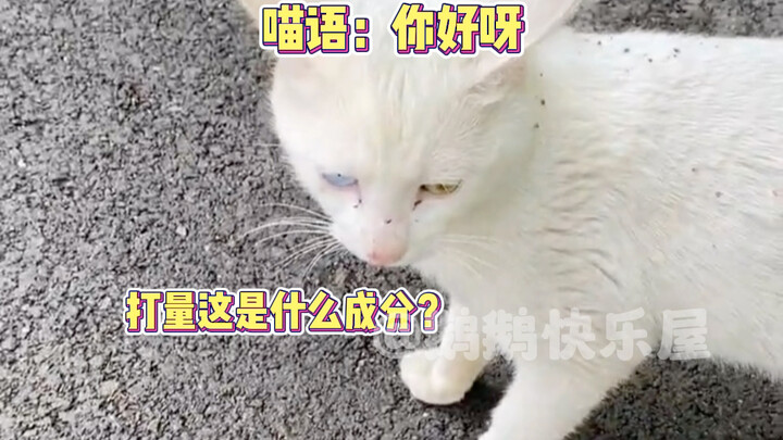 มาดูกันว่าแมวที่บ้านคุณเข้าใจไหม