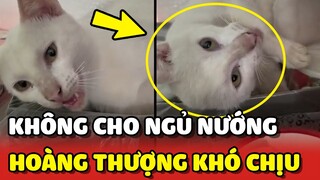 Chú mèo KHÓ CHỊU ra mặt vì Sen không cho NGỦ NƯỚNG 😂 | Yêu Lu