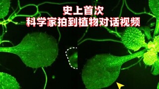 นักวิทยาศาสตร์สามารถบันทึกวิดีโอของพืชที่ "พูดคุย" กันเป็นครั้งแรก