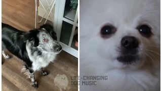 Fools Garden but Dogs Sung It (Dogs Version Cover)