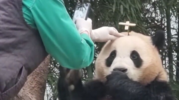 Ai cũng biết, các bạn gấu trúc con chẳng bao giờ có phiền muộn đâu~