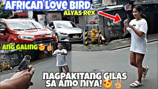 IBON NAGPAKITANG GILAS sa AMO NIYA!african love BIRD alyas rex,GOOD VIBES muna tayo mga buddy