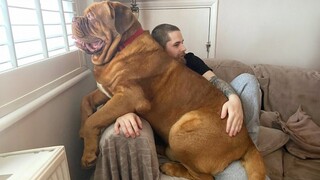 When Your Big Dog Thinks He's a Baby! 🤣 Funny dog videos 2024