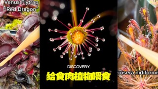 要想食肉植物长得好，那也是需要给它们喂食的