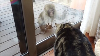 サルのイタズラにも動じないねこ。-Maru doesn't get fazed by Japanese macaque's prank.-