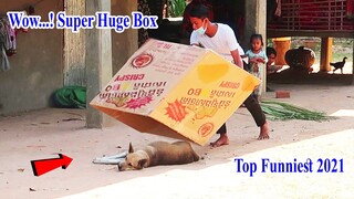 Wow...! Super Huge Box vs Prank Sleep Dogs - Top Funniest Must Watch in 2021