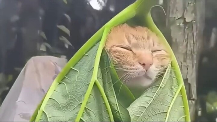 Cats...
