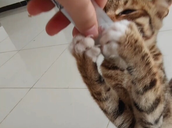 A Country Cat Tastes Cat Treats for the First Time