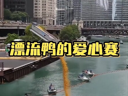 Thi thả vịt vàng trên sông Chicago? Hóa ra ẩn chứa lòng tốt lớn lao!