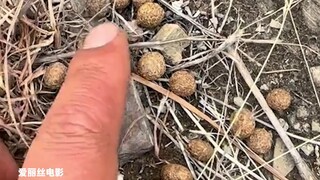 Một cô gái đến gặp một bác sĩ Trung Quốc và được đưa cho một túi đinh chiên, một số trong đó được sơ