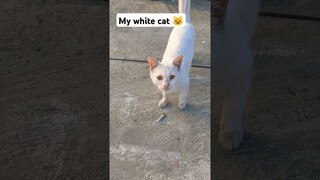 My white cat 😺😺😺🐈 #youtubeshorts #cat #shorts