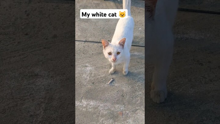 My white cat 😺😺😺🐈 #youtubeshorts #cat #shorts