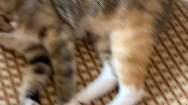 It turns out kittens can hold grudges too.