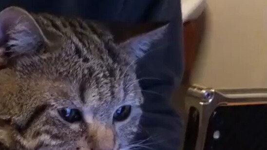 Apakah kucing Anda mencerminkan kepribadian bawah sadar Anda? Lihat apakah kamu tertembak?