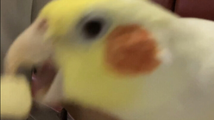 12 detik pertama bikin ngakak nggak ketulungan!