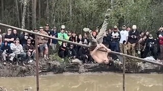 不是哥们？
