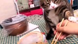 Kucing: Berbaik hatilah pada dirimu sendiri dan berhenti makan 💩 sial