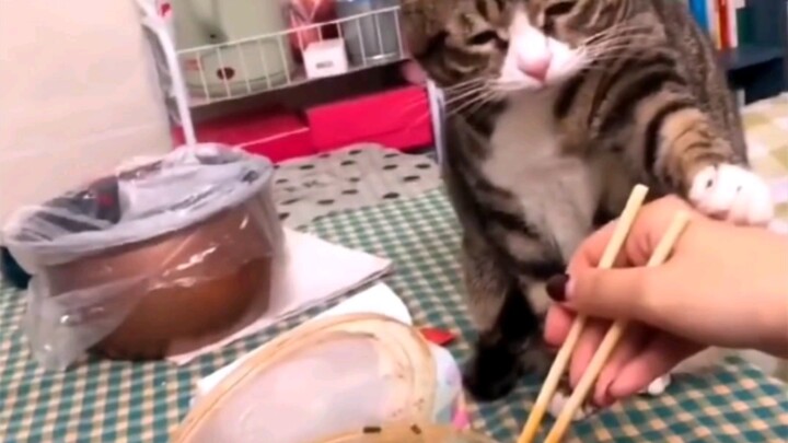 Cat: Be kind to yourself and stop eating 💩 shit