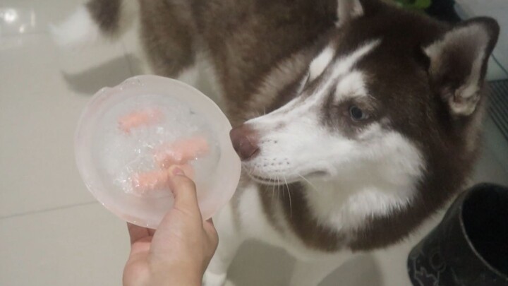 ถ้าแช่ไส้กรอกแฮมไว้ในก้อนน้ำแข็ง น้องหมาพันธุ์ไซบีเรียนฮัสกี้จะใช้วิธีไหนเพื่อเอาออกมาทานนะ?