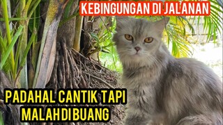 Astagfirullah Kasihan Banget Kucing Cantik Di Buang Di Usir-Usir..!