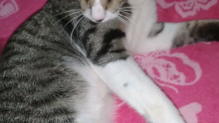 my cutie katy🐈‍⬛