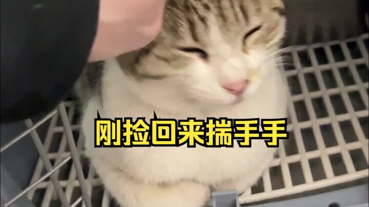 I found a stray cat! The moment I brought it home, it was already snuggling up to me—such a natural 