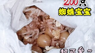 拆开蜘蛛的蛋，爆出200只蜘蛛宝宝！Q弹软萌，太可爱了！