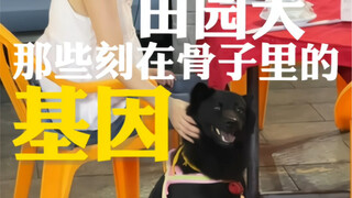 The genes ingrained in the bones of village dogs