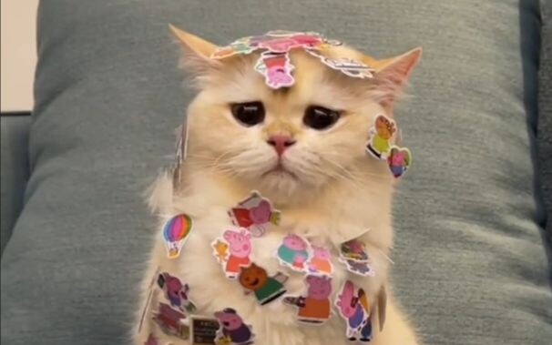 "That day, the kitten finally remembered the fear of being dominated by humans."