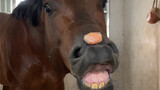 把胡萝卜放到马儿的嘴巴上
