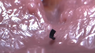 用猪皮和磁铁制作“毛毛虫”机器人，可携带药物精准送入体内