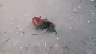 Pitmasters Underground Kings