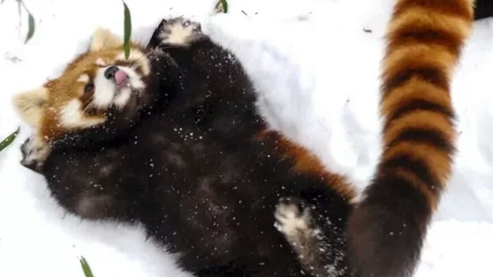A red panda playing in the snow at a Japanese zoo