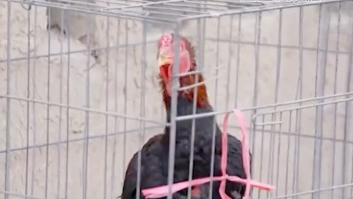 Anyone who hears this price is gonna be so shocked they can’t even speak!