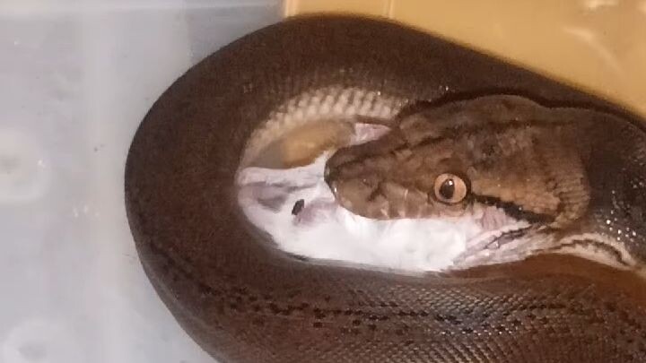 Golden  Child #reticulatedpython #snake #ahas #python #snakes